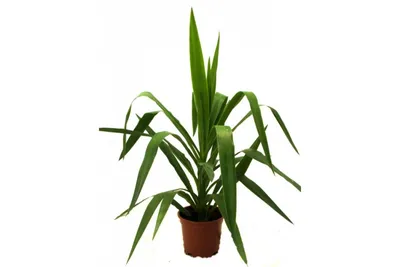 Юкка Нитчатая (Yucca filamentosa) - купить в Новомосковске в  интернет-магазине почтой наложенным платежом