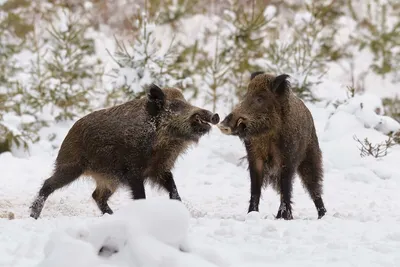 Как зимует кабан: 6 особенностей из жизни дикой свиньи | Приключения  натуралиста | Дзен