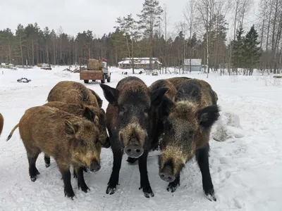 Охота на кабана в лес зимой» — создано в Шедевруме