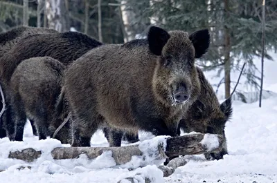 Особенности охоты на кабана с собаками в зимний период, выбор оптики