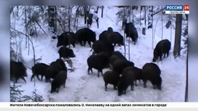 Охоту на кабанов запретили в Хабаровском крае