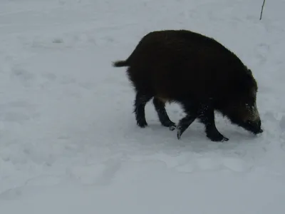 Зимний пейзаж- вид Scrofa Sus дикого кабана в лесу горы зимы Стоковое  Изображение - изображение насчитывающей свинья, напольно: 168062439