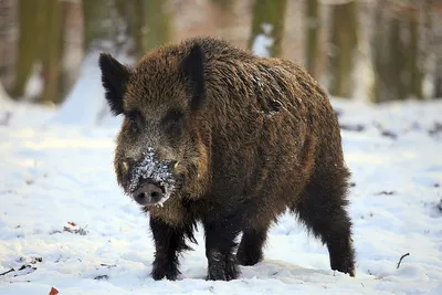 Как зимует кабан: несколько особенностей из жизни дикой свиньи | Пикабу