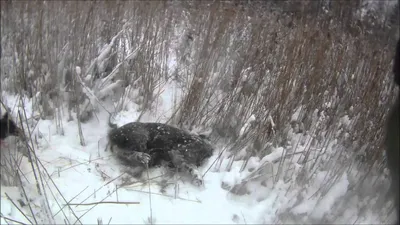 В Чернобыле показали, как дикие звери наслаждаются зимой: яркие фото - Pets