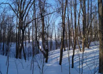 Мужчина Кабан Зимой, В Лесу Фотография, картинки, изображения и  сток-фотография без роялти. Image 39684463