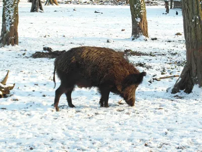 Кабан Зимой Глубоком Снегу Поисках Пищи стоковое фото ©evro0856.yandex.ru  545282586