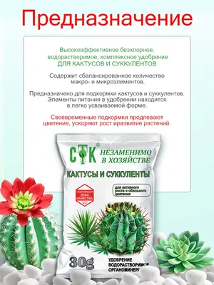 Большой выбор КАКТУСОВ 🌵 и СУККУЛЕНТОВ 🪴 в магазине ОРХИДЕЯ! Цены от 2  000 тнг. ⚠️⚠️⚠️… | Instagram