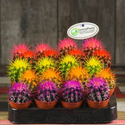 Кактус Echinocactus Grusonii в интернет-магазине VALLES.RU