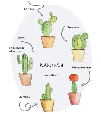 https://flowwow.com/blog/vidy-kaktusov-i-kak-za-nimi-ukhazhivat/
