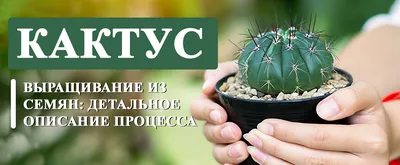 Заказать Комнатное растение «Кактус» за 300 руб. в городе Первоуральске -  «Мастер и Маргаритка»