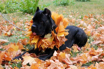 Кане Корсо Cane Corso - YouTube