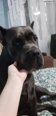 Щенки Кане Корсо - Kennel Cane Corso | Kyiv