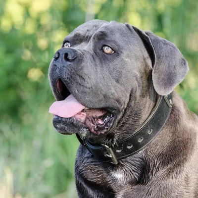 Кане корсо (Cane Corso) – это бесстрашная и очень преданная порода собак.  Описание, фото, отзывы владельцев.