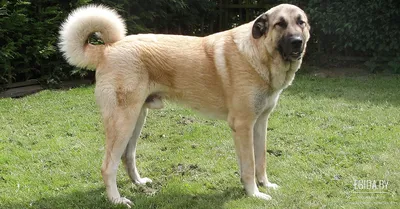 Кангал (Kangal Dog) (Породы собак) анатолийский карабаш фото, анатолийская  овчарка карабаш, анатолийская овчарка, кангал собака, анатолийская овчарка  кангал, анатолийский карабаш купить Энциклопедия о животных EGIDA.BY