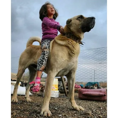 Самый большой кангал собака (65 фото) - картинки sobakovod.club