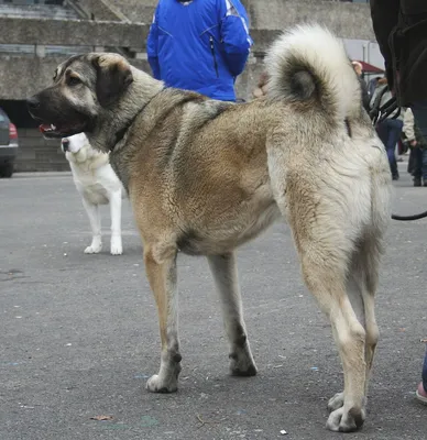 Кангал - 1 год - Породистая - Алабай (Среднеазиатская овчарка) - Московская  область Одинцово - собаки в добрые руки