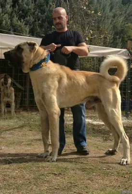 Турецкий кангал | Kangal dog, Large dog breeds, Huge dogs