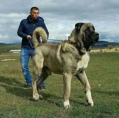 Порода собак турецкий кангал - 79 фото