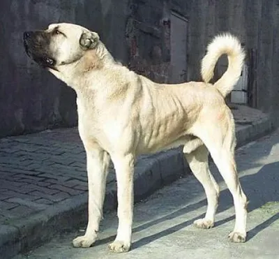 Кангал (анатолийская овчарка): все о собаке, фото, описание породы,  характер, цена