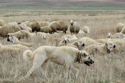 Бойцовые собаки Азербайджана - Кангал 👍🏻💪🏻💪🏻 | Facebook