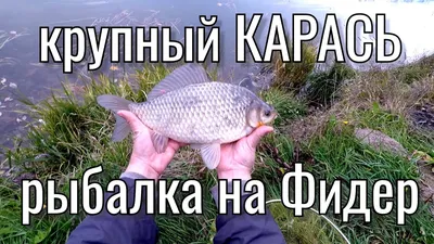Карпа и карася надо ловить на такую прикормку - лучшие способы | РБК Украина
