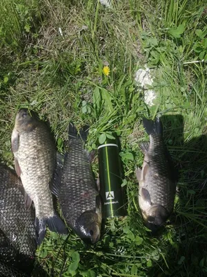 Карась серебряный - Рыбалка в Украине