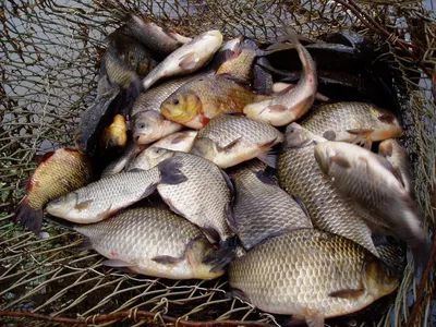 Карась Крупный банер - Рыбалка в Украине