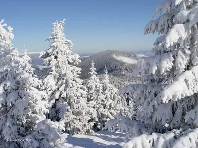 Фото Карпаты Украина ели гора Зима Природа снега Дома 2560x1440