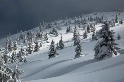 Карпаты зимой - Фотогалерея РГО