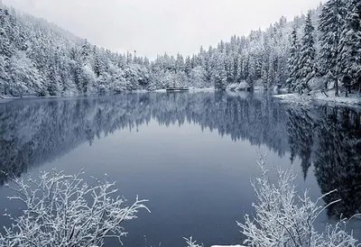 Фотографии Украина Карпаты Ель Зима Природа снега город Здания сезон