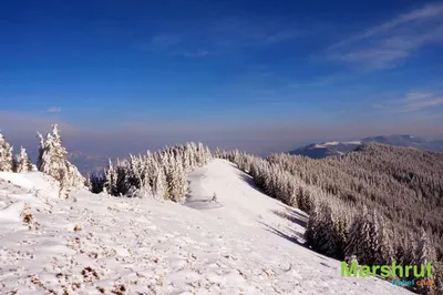 Фото Карпаты Украина ели гора Зима Природа снега Дома 640x960