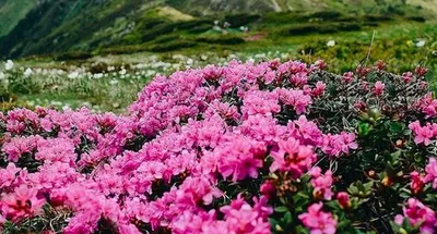 Яркая, красочная, незабываемая весна в Карпатах. Подборка фото красоты  украинских гор | Новости Украины | LIGA.net