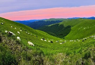 Весна в Карпатах SERB220, Сердюк Борис - рисованные картины на UkrainArt