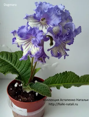Мои фиалки, каталог на сайте www.violets.lact.ru | Африканская фиалка,  Фиалки, Сенполия