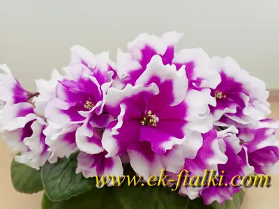Каталог фиалок Татьяны Максимовской (Киев) | Fialki.ru