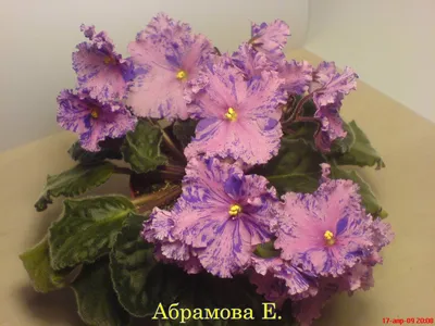 Невский Дом Фиалки - ВНИМАНИЕ! В каталог https://senpolia.info/catalog/1/  добавлены сорта сенполий, в том числе новинки 2020г Ален-Элеонора Палома  Антрацит БО-Птица Радость ВаТ- Балморал (новинка 2020г) ВаТ-Бритни  ВаТ-Бурлеск-спорт ВаТ-Готическая ...