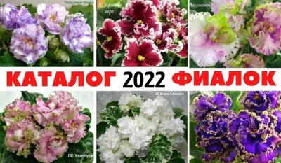 Каталог фиалок - magazin-fialoks Jimdo-Page!