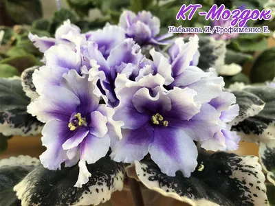 Миниатюрные фиалки (г. Рязань)