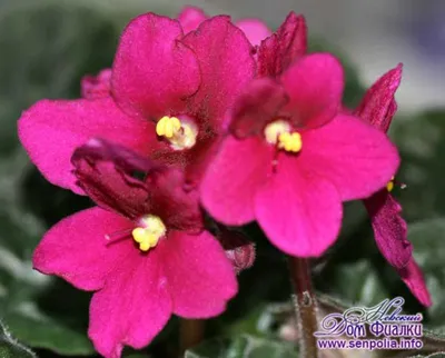 Фиалки селекции Sorano (LLG, серия Lyon's) - FloraPiter.Ru коллекционные  ФИАЛКИ из Санкт-Петербурга