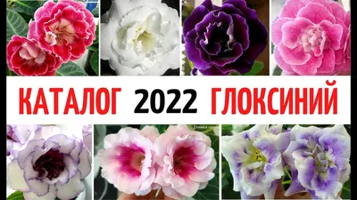 Фиалки трейлеры от А до Я.