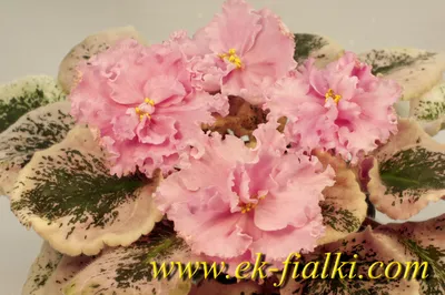 Каталог Фиалок разные