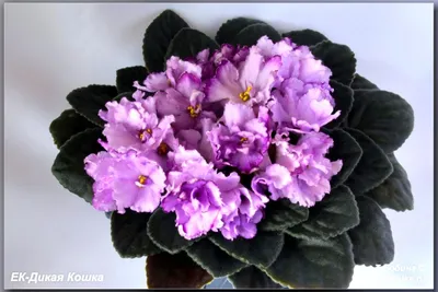 Вот такая вот красотка🔥💥🔥 НД-Северная пальмира🌺🌸🌺 📝Полный каталог  фиалок с ценой за св.срез. лист могу скинуть на электронную почту по… |  Instagram