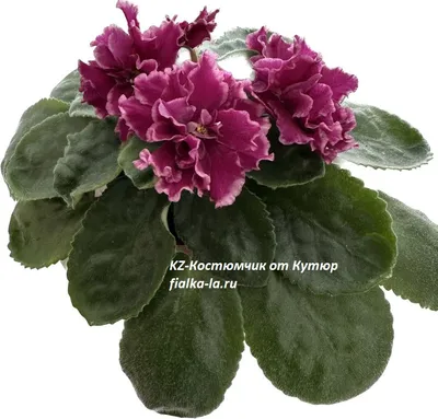 Фиалки в подвесном кашпо фиолетовые - Лианы и свисающие растения - Каталог  - Эдельвейс
