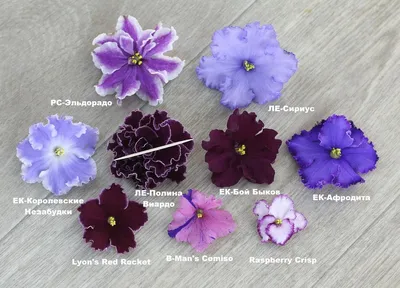 Фиалки селекции Федосеевой Лилии (ЛФ-) - FloraPiter.Ru коллекционные ФИАЛКИ  из Санкт-Петербурга