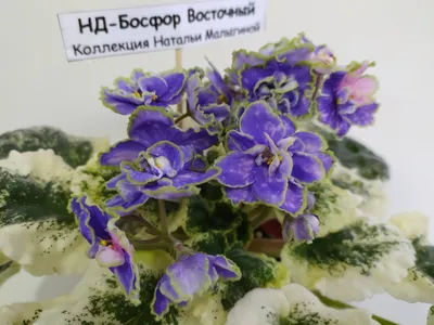 Сортовые фиалки. | ВКонтакте