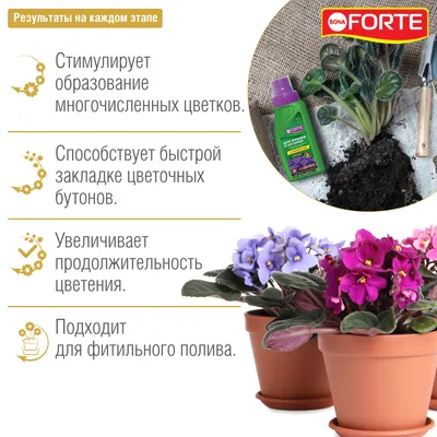 ЛЕ-Одалиска – Фиалки