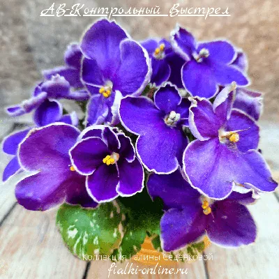 Фиалки селекции Коршуновой Е.В. (ЕК-) - FloraPiter.Ru коллекционные ФИАЛКИ  из Санкт-Петербурга