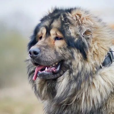 Фото кавказских собак фотографии