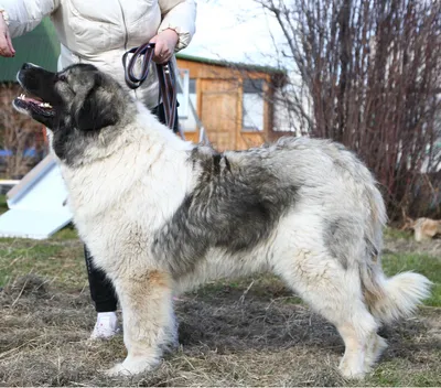 Dudusik Dog. Уроки - 5 особенностей кавказских овчарок, о которых вы  наверняка не знали - Помощь кавказским овчаркам