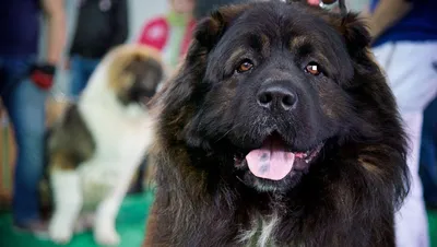Кавказская собака чабана стоковое изображение. изображение насчитывающей  собака - 27653781